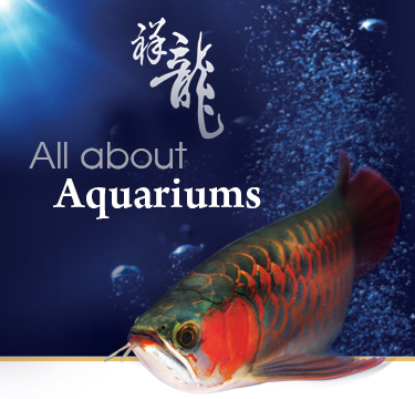 sianlon arowana fish